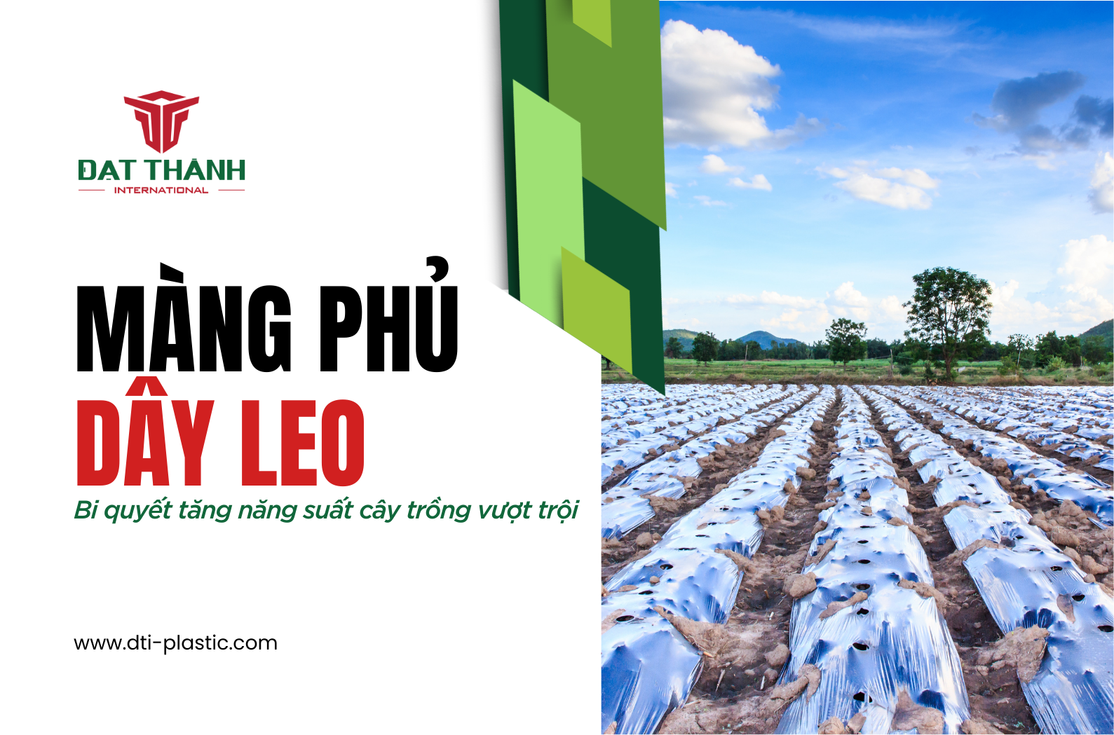 Màng Phủ Dây Leo: Bí Quyết Tăng Năng Suất Cây Trồng Vượt Trội